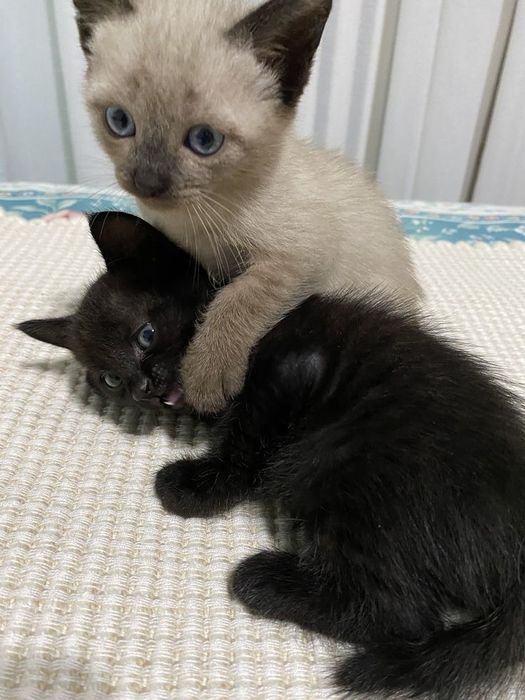 Сиамский котенок