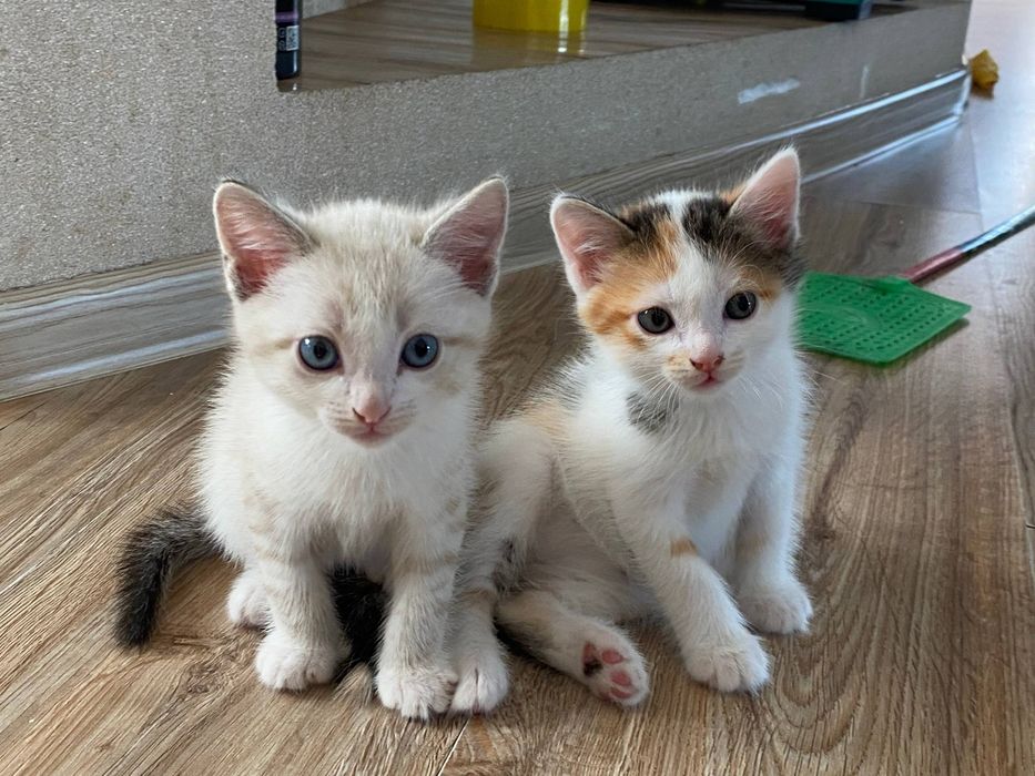 Отдадим Котят в добрые руки