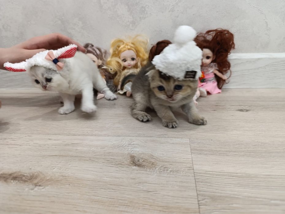 Шотландские шиншиллы