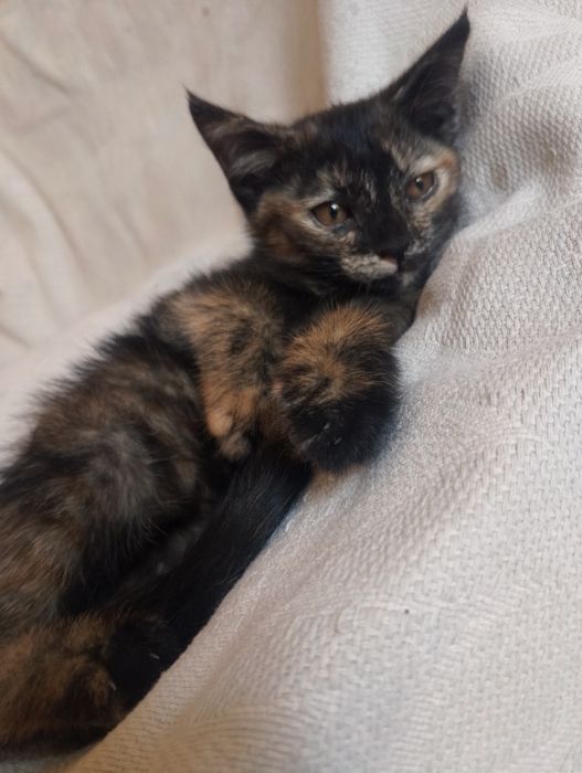 В добрые руки, бесплатно, домашние,!