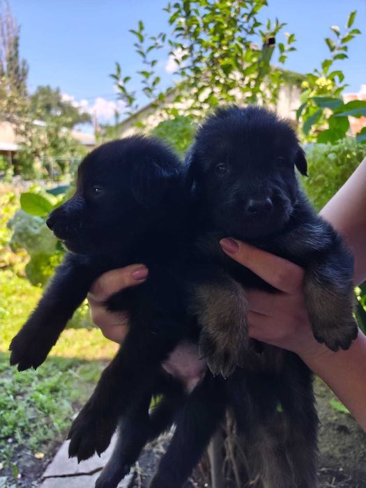 Продам щенков немецкой овчарки.