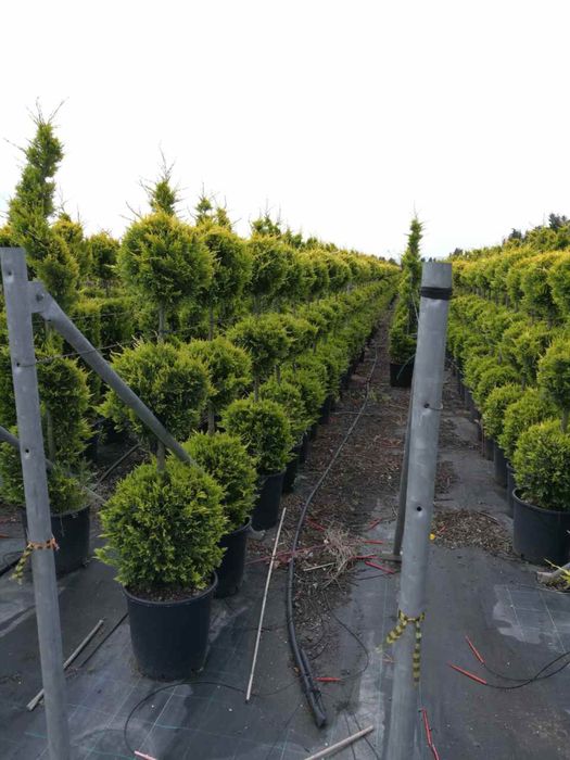 Спирали топки и пон-пони