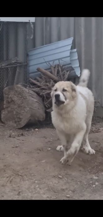 Алабай кавказский