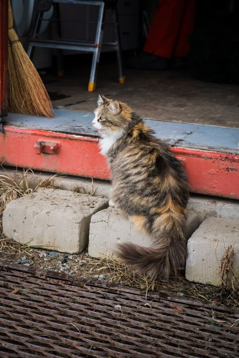 Продаем месячных котят