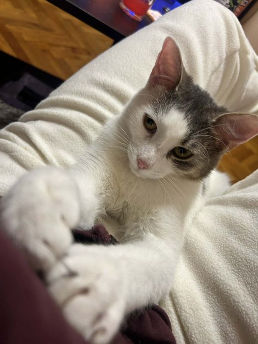 Подаряваме две котенца на 10 мес.