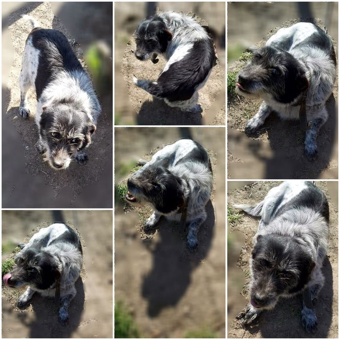 Donez 3 caini frumosi