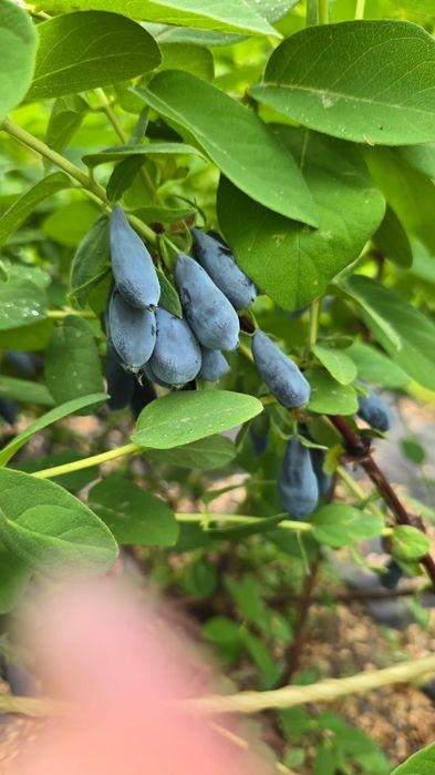 Продам Жимолость