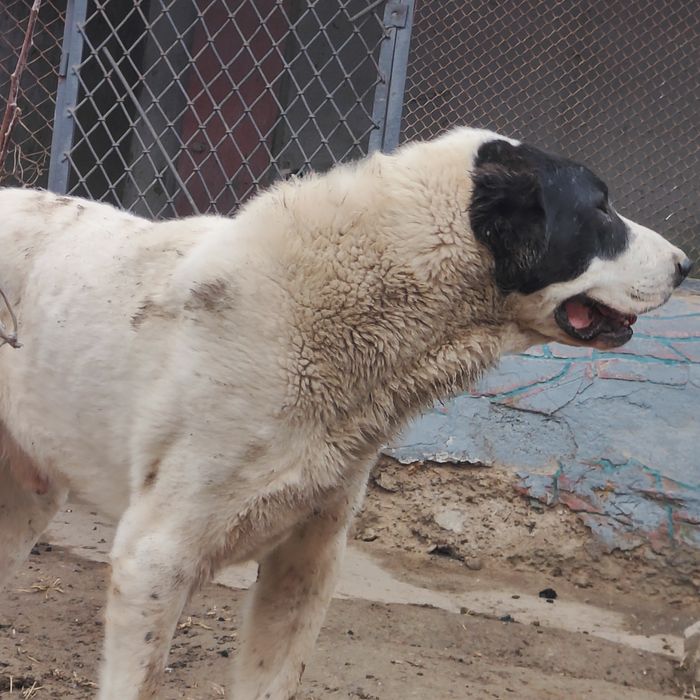 Сатылады тез арада еркек