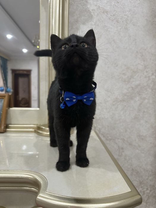 Умный Мальчик в добрые руки