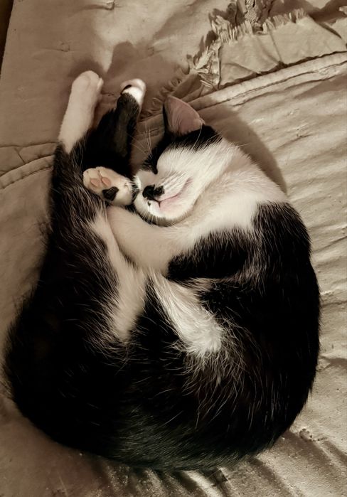 Donam pisicuta 7 luni