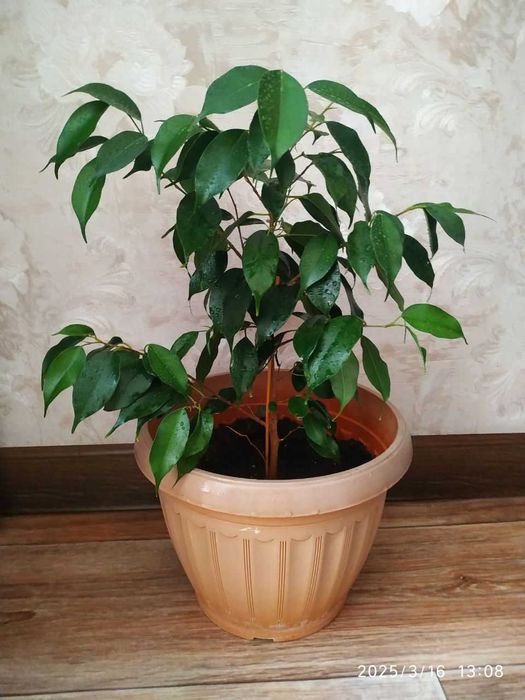 Фикус дерево Ficus