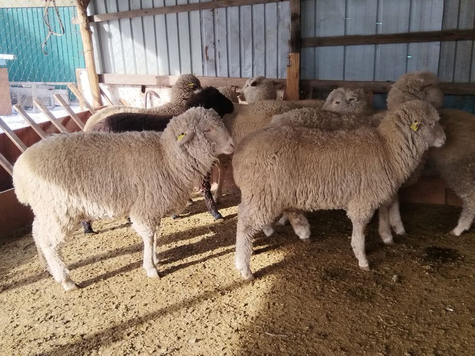 Токты,Кой,Бараны,овцы