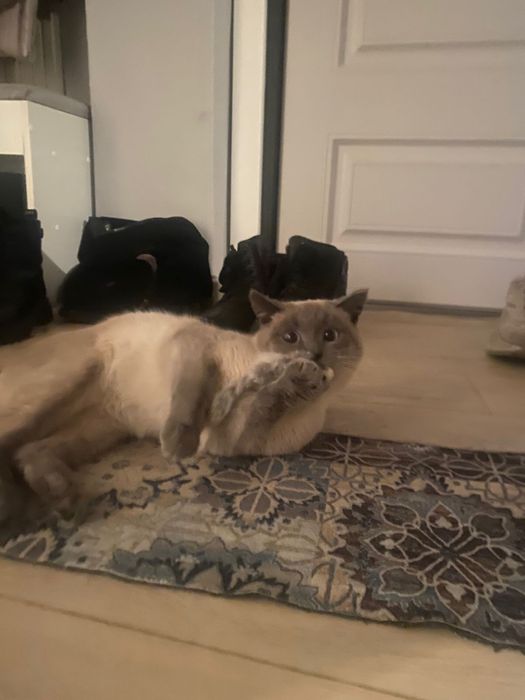 Отдам кота в добрые руки