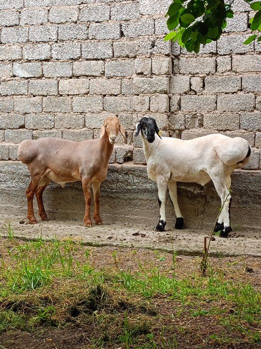 Zotli Arashan qoʻylari  5milliyondan