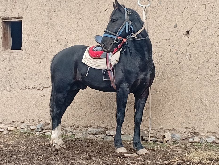 Zotli Qora bayir ot