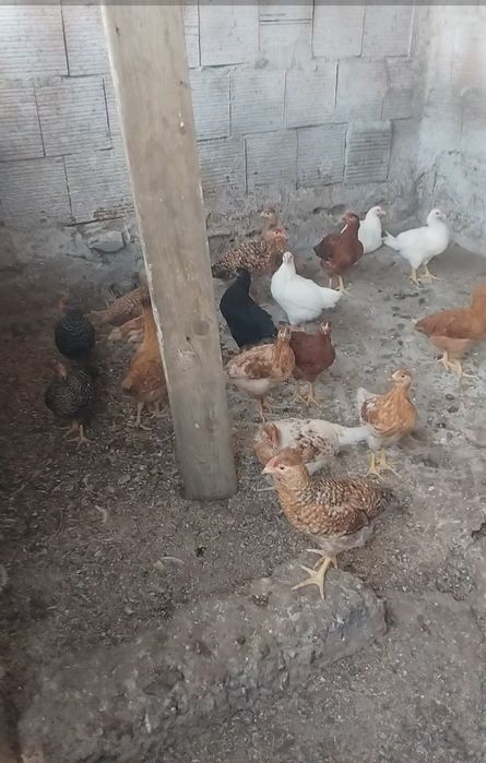Кокошки Млади Ярки и Петели Тел.0875308832