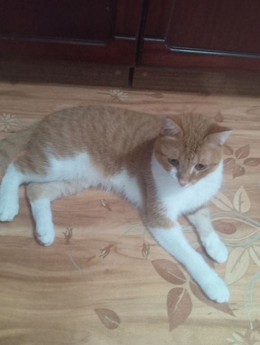 Кострированный котик
