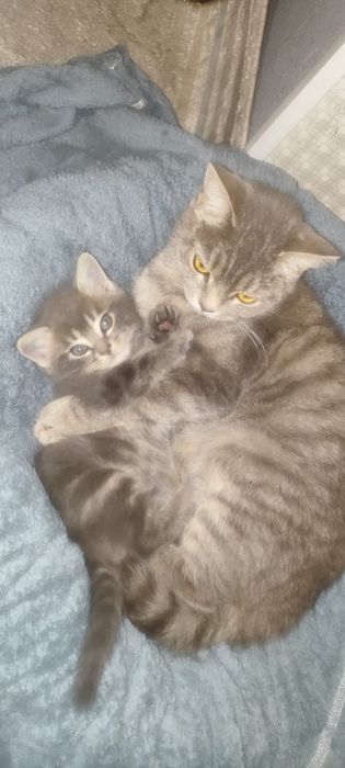 отдам котенка бесплатно