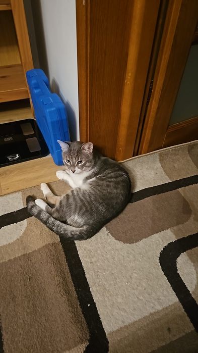 Pisoi jucăuș si iubitor