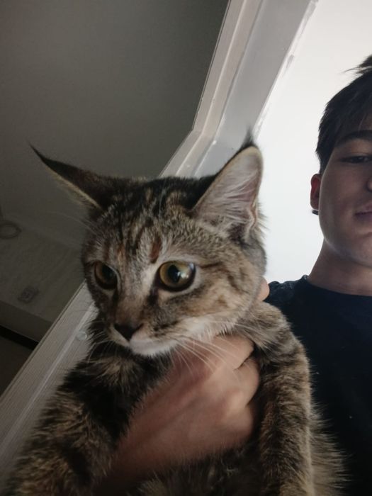 Котенок, Девочка