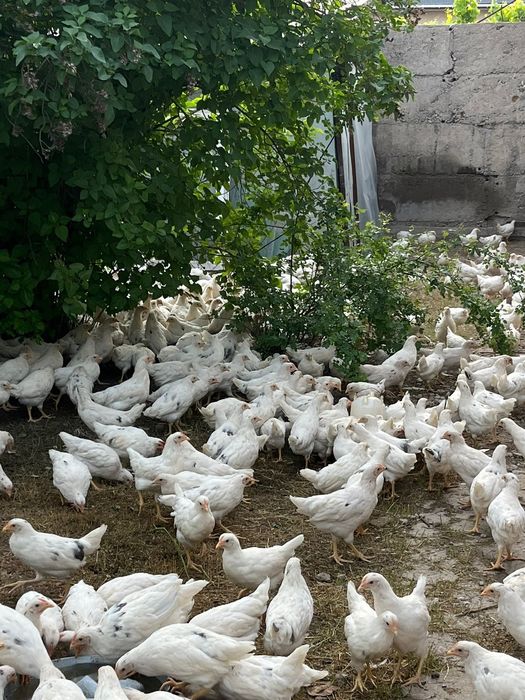 Куры несушки 80 дней