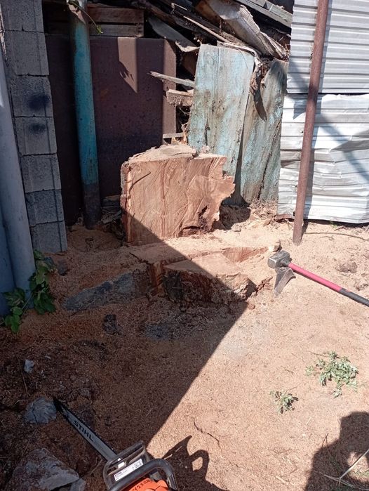 Ағаш кесеміз  спил, сруб, обрезка деревьев