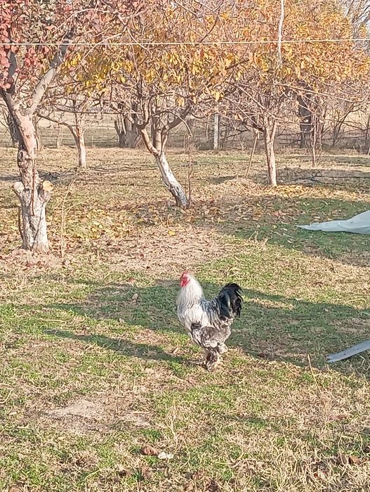 Тауық сатылады Брама