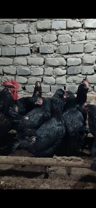 Товуклар сотилади