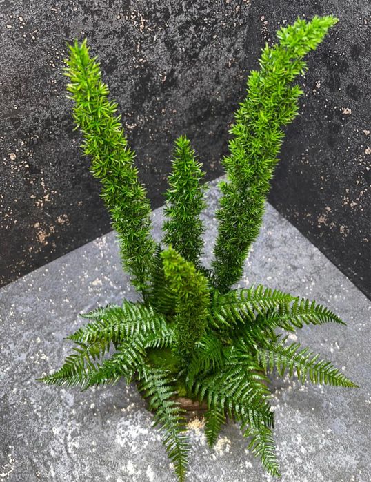 Стабилизированные растения в декоре