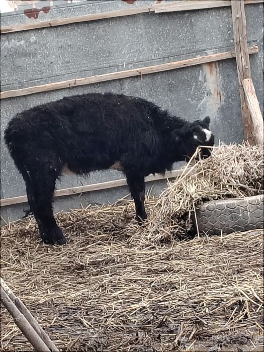 Бұзау мен баспақ сатылады