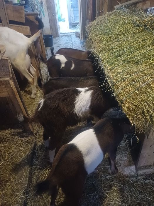 Vind.iedute metisi