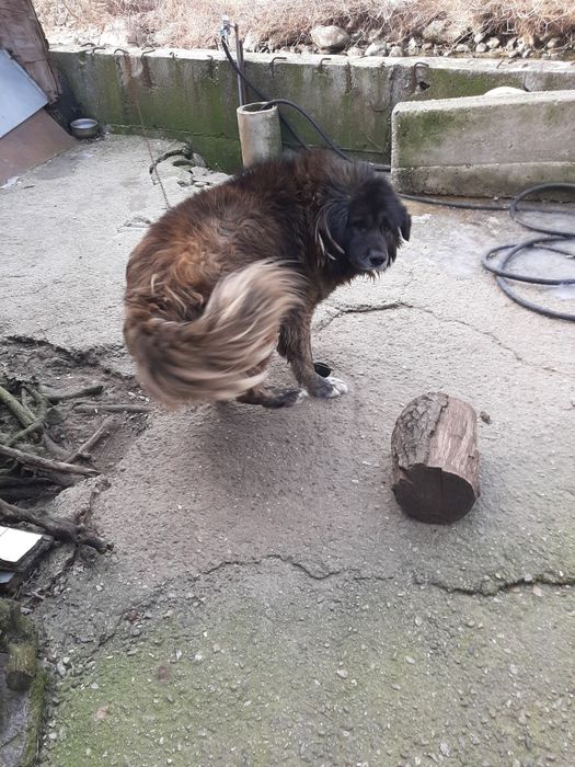 Българска каракачанка чистокръвна