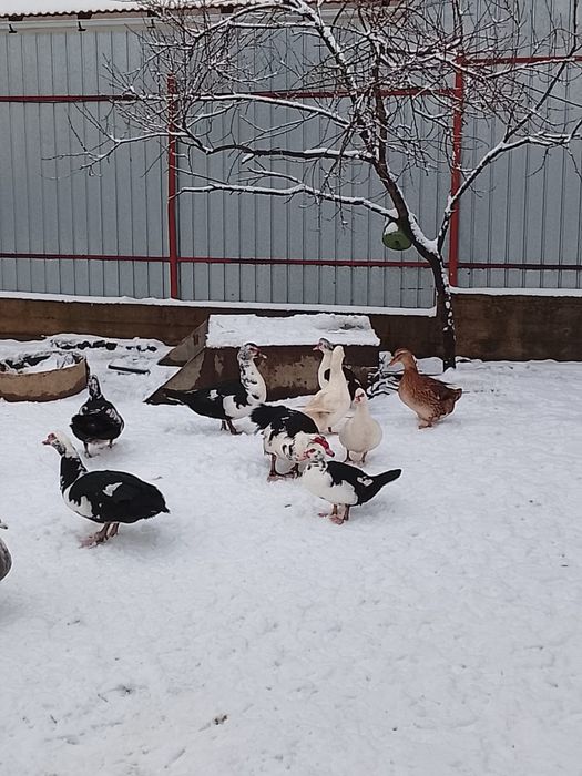 Rațe mute de vânzare