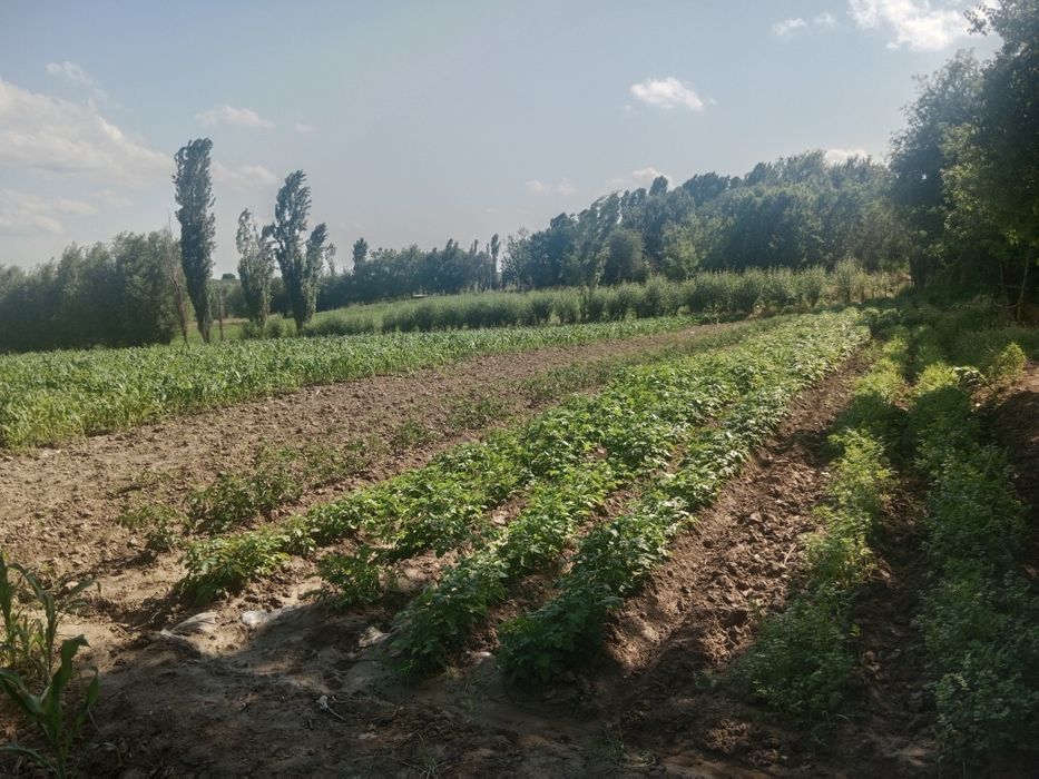 Ташкент в Бука Бука мфй қудайқул махалласи