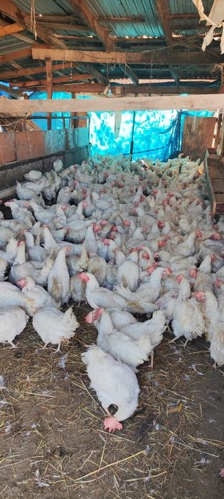 Куры несушки легерн