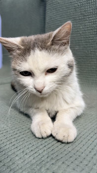 Стерилизованная кошечка