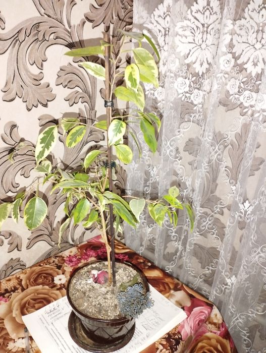 Фикусы и молочай крупноцветковый