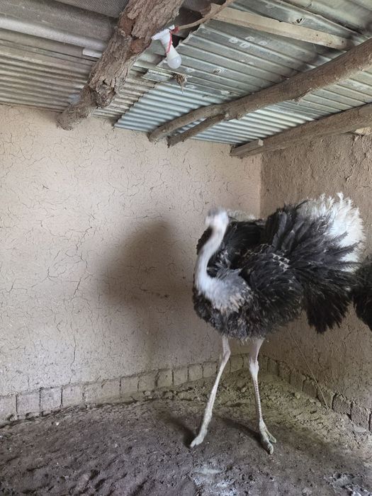 Tuya qushlar sotiladi 1.400$ yana kelishiladi 2tovuq 1ta Xoroz 9 oyli