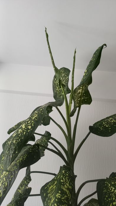 Продам комнатной растение Диффенбахию