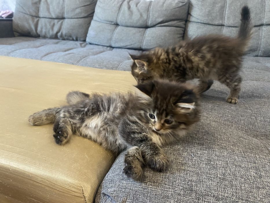 Котята помесь с мейн куном