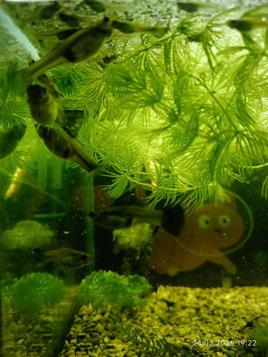 Гупешки рыбки (гуппи)