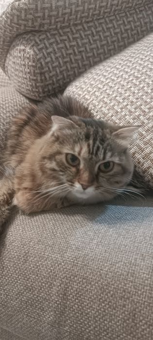 Отдам кошку в добрые руки