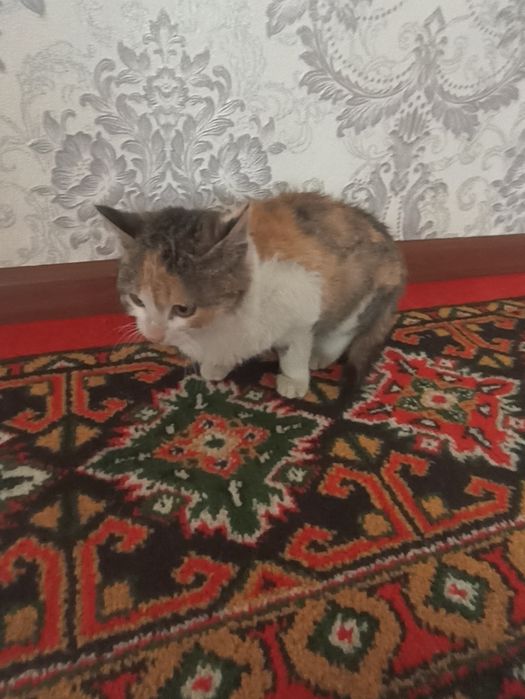 Mushuk bepulga beriladi