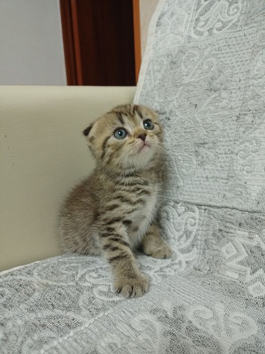 Шотландские котята