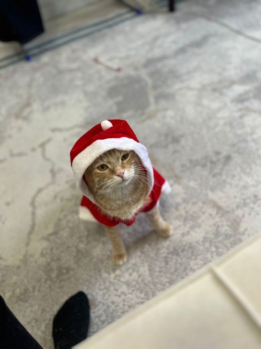 Ищем дом для кота