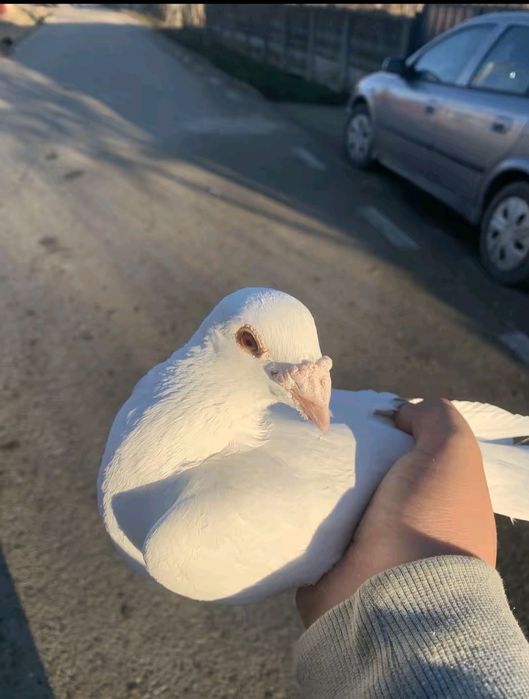 Porumbei de vânzare