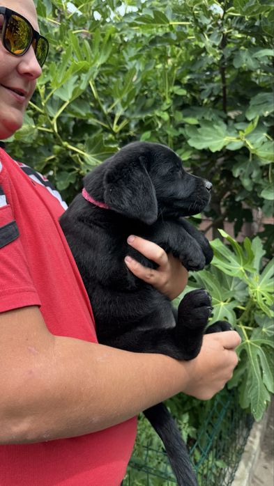 Pui Labrador Retriever