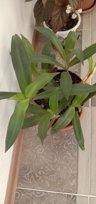 Цветы комнатные ухоженные