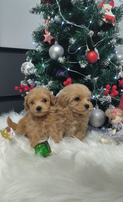 Красивенные мальтипу,F1,