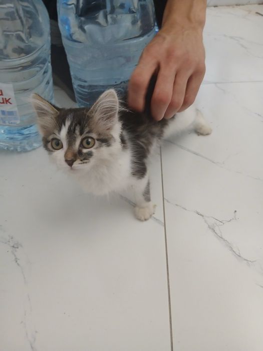 Отдам котёнка девочку